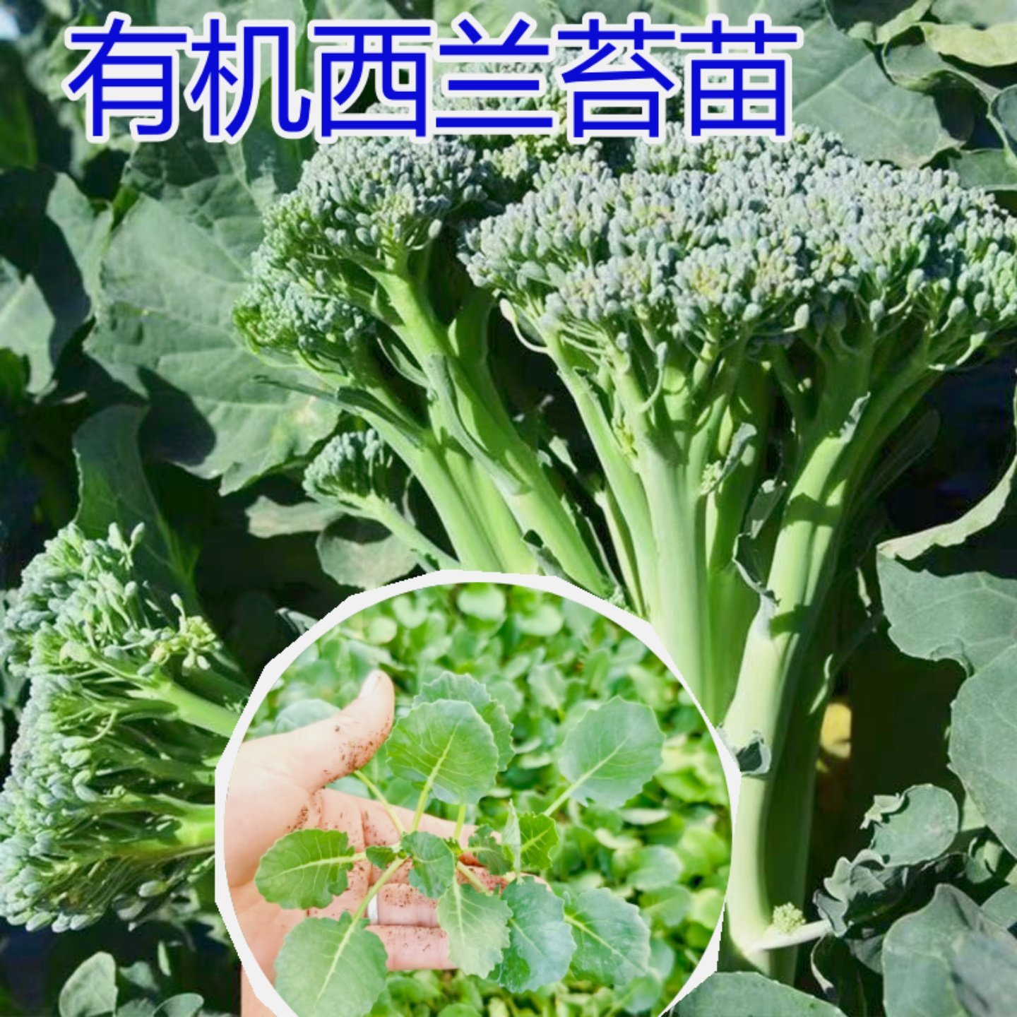 西兰花秧苗西兰苔菜苗花椰菜种苗