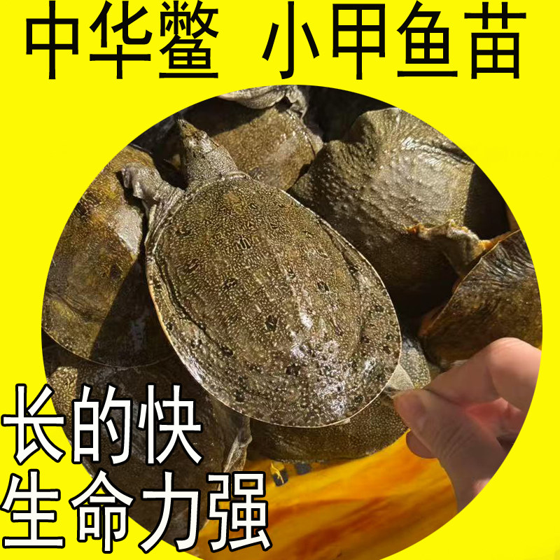 包活送到生态散养套养冷水小甲鱼苗小中华鳖苗活体水鱼王八食用