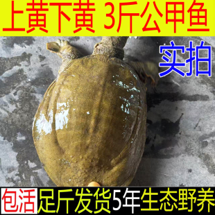青黄色 公甲鱼 活体新鲜活母甲水鱼团鱼王八小甲鱼苗小中华鳖苗