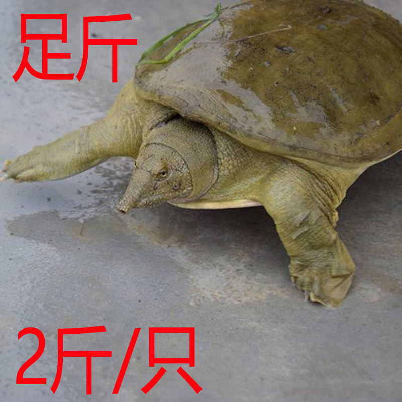 青黄背大甲鱼活体鲜活生鲜农家散养放养水库食用王八水鱼团鱼土鳖,宠物/宠物食品及用品,龟/鳖,淘宝优惠券,粉丝福利购,淘宝优惠卷