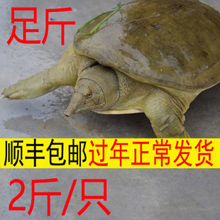 青黄背大甲鱼活体鲜活生鲜农家散养放养水库食用王八水鱼团鱼土鳖