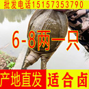 甲鱼苗小甲鱼童子鳖放养养殖放生鳖半斤水鱼团鱼卤味火锅甲鱼食材