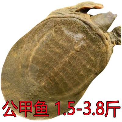 快看现场挑选中甲鱼直播