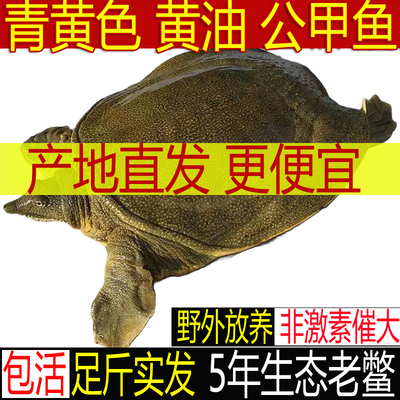 14年五皇冠老店精品青黄公甲鱼