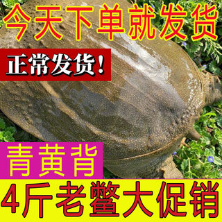 外塘公雄甲鱼食用滋补活物3斤花背小甲鱼苗肉食用水鱼团鱼中华鳖