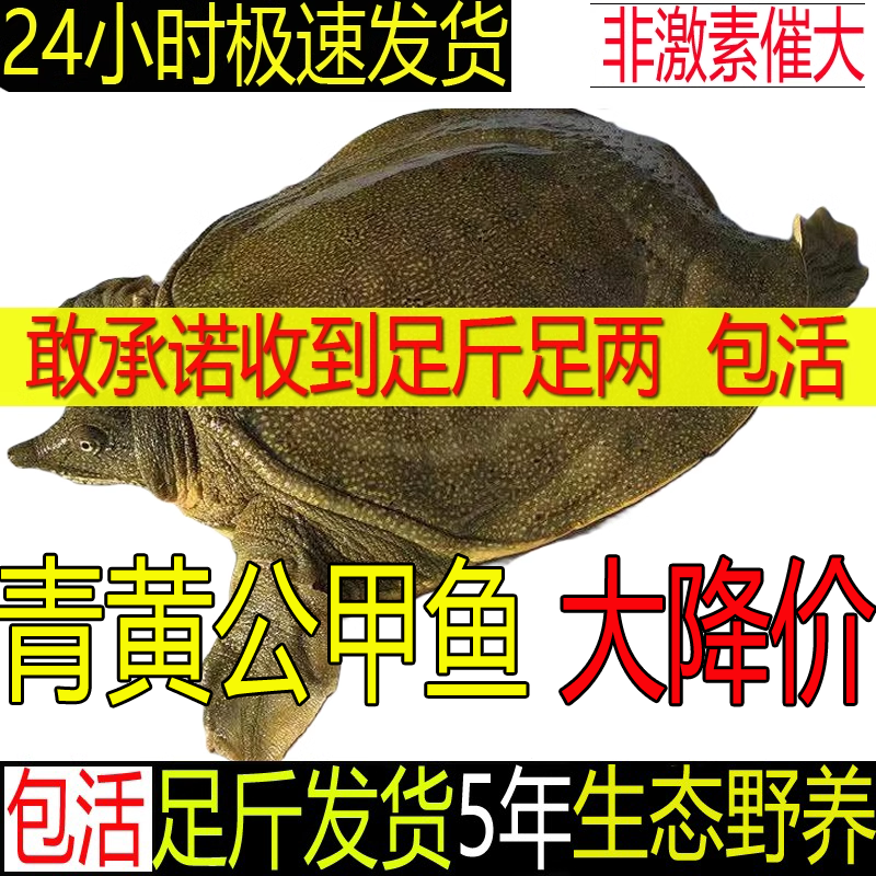 【青黄色黄油公甲鱼大降价】新鲜活甲鱼活体水鱼团鱼野外生长放养