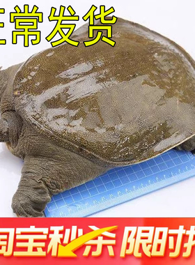 【青黄色公甲鱼】足斤大甲鱼活体鲜活食用中华鳖苗水鱼团鱼母王八
