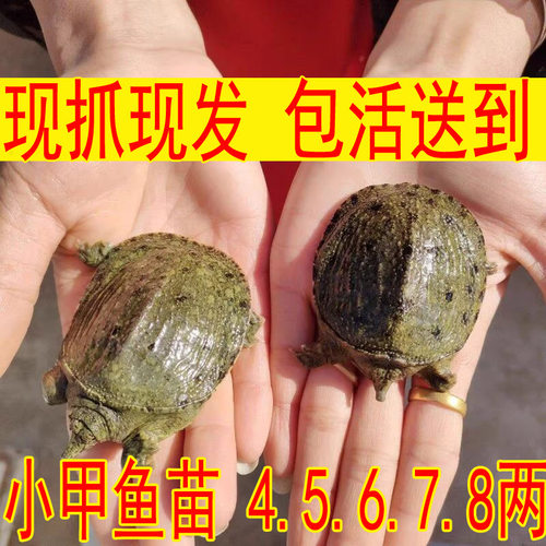 五皇冠宝藏老店鲜活小甲鱼苗