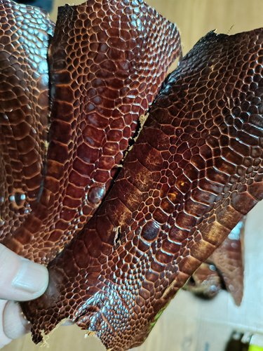 棕咖色鸵鸟腳趾甲皮条5*12cm真皮