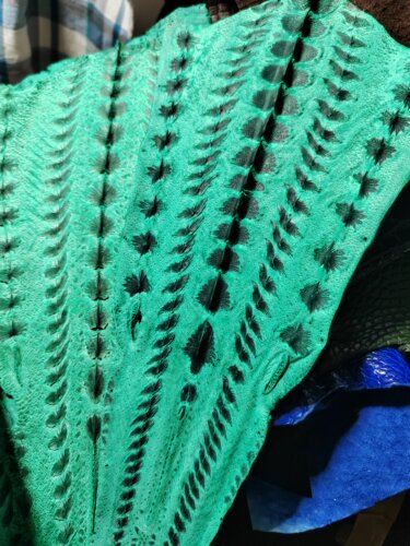 黄绿色鲟鱼皮15*29厘米服饰箱包镶嵌头花耳钉手帐本制品Diy真皮料