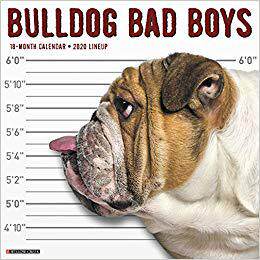 【预售】Bulldog Bad Boys 2020 Wall Calendar (Dog Breed Calendar)