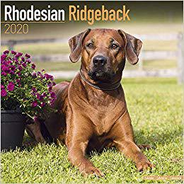 【预售】Rhodesian Ridgeback Calendar 2020
