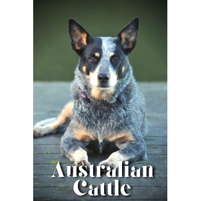 预订 Australian Cattle: How to train your dog and raise from puppy correctly: 9798864828656