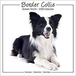 【预售】Border Collie Studio Calendar 2020