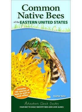 预订 Common Backyard Bees of the Eastern United States: Your Way to Easily Identify Bees and Look-Alikes: 9781647551582