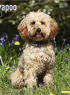 【预售】Cavapoo Calendar 2020