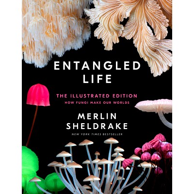 How Fungi Make Our Worlds-The Illustrate