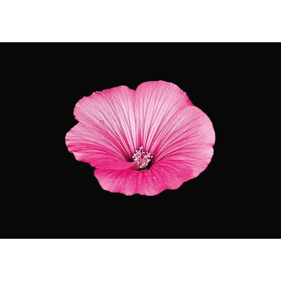 Flamboyant Flowers - 100 atemberaubende