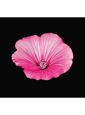 预订 The Blooming Book: Flamboyant Flowers - 100 atemberaubende Blumen 100朵盛放的花朵: 9783949070136