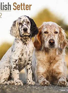 【预订】English Setter 2022 Wall Calendar 9781839411632