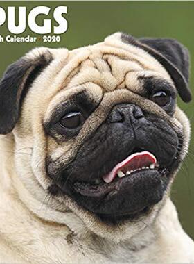 【预售】Just Pugs 2020 Wall Calendar (Dog Breed Calendar)