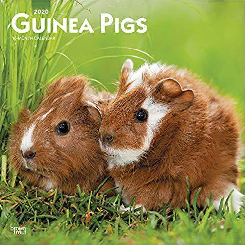 【预售】Guinea Pigs 2020 Square