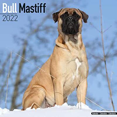 【预订】Bull Mastiff 2022 Wall Calendar 9781839411441