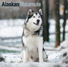 【预订】Alaskan Malamute 2023 Wall Calendar 9781839416644