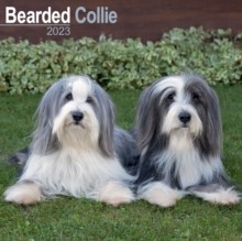 【预订】Bearded Collie 2023 Wall Calendar 9781839416736