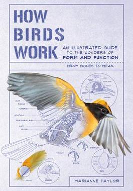 [预订]How Birds Work: An Illustrated Guide to the Wonders of Form and Function - From Bones to Beak 9781615196470
