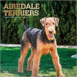 【预售】Airedale Terriers 2020 Square Foil