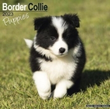 【预订】Border Collie Puppies 2023 Wall Calendar 9781839417719