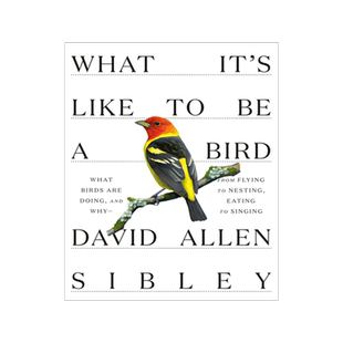 现货 英文原版 鸟的生活 David Allen Sibley: What It's Like to be a Bird 何以为鸟