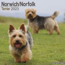 【预订】Norwich/Norfolk Terrier 2023 Wall Calendar 9781839417351