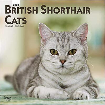 【预售】British Shorthair Cats 2020 Square Btuk