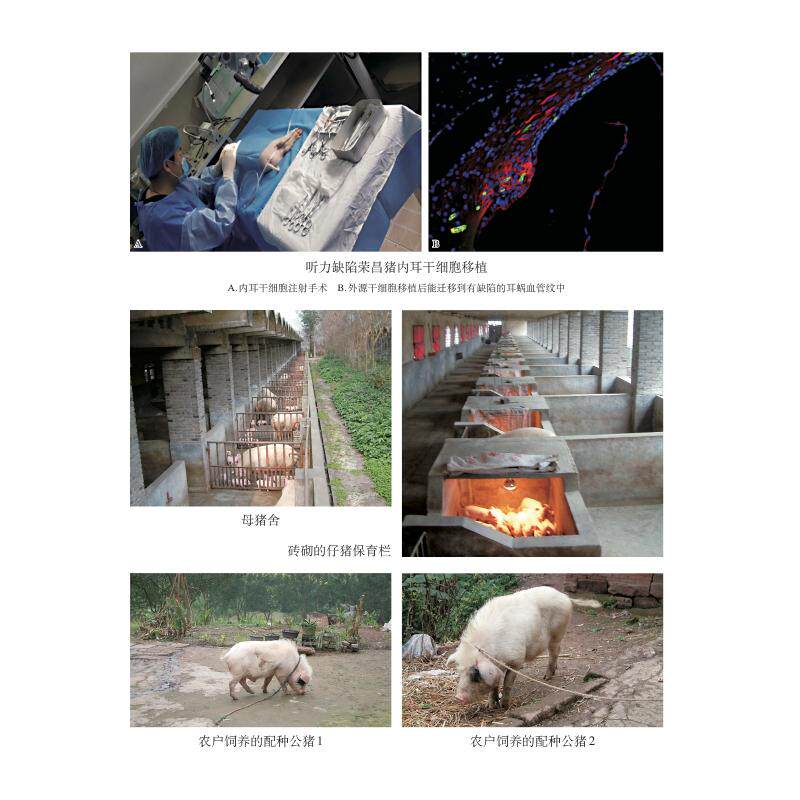 荣昌猪  9787109267381