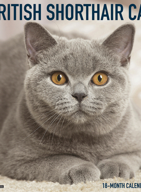 【预订】British Shorthair Cats 2022 Wall Calendar (Cat Breed) 9781549217111