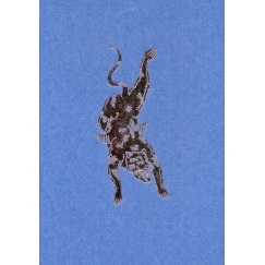 预订 Crazy fish sing: a sous rature of Still here 疯狂的鱼唱：删除了《还在这里》: 9788894634884