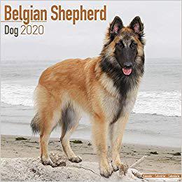 预售 Calendar Belgian Dog 2020 Shepherd