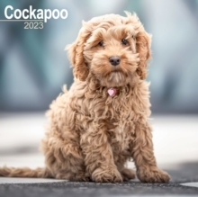 【预订】Cockapoo 2023 Wall Calendar 9781839416934