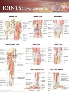 [预订]Joints of the Lower Extremities Anatomical Chart 9780781786638