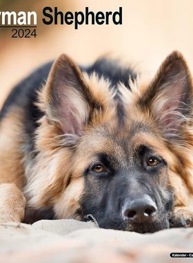 德国牧羊犬2024年挂历 宠物摄影 英文原版 进口日历 German Shepherds Wall Calendar 2024