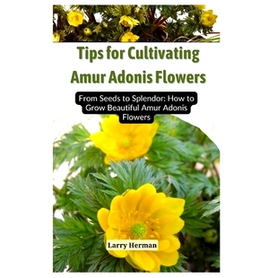 Amur From Tips Cultivating Grow 979832 预订 How Adonis for Seeds Flowers Beautiful Splendor