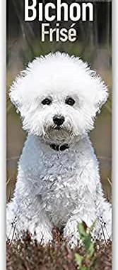 【预订】Bichon Frise 2022 Slim Calendar 9781839413339