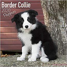 【预售】Border Collie Puppies Calendar 2020