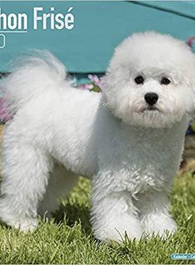 【预售】Bichon Frise Calendar 2020