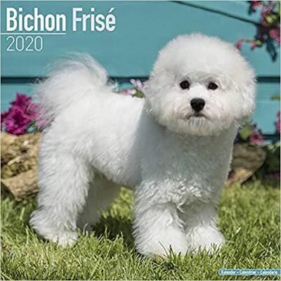 【预售】Bichon Frise Calendar 2020