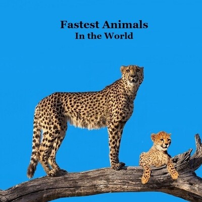 预订 Fastest Animals in the World Kids Book: Great Book about the Fast Animals on Planet Earth 9781968228552
