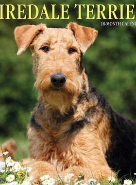 【预订】Just Airedale Terriers 2022 Wall Calendar (Dog Breed) 9781549216510