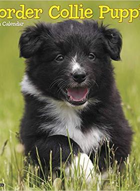 【预售】Just Border Collie Puppies 2020 Wall Calendar (Dog Breed Calendar)